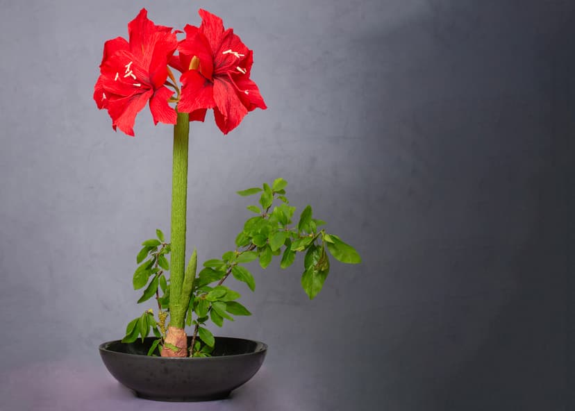 Amaryllis i crepe papir